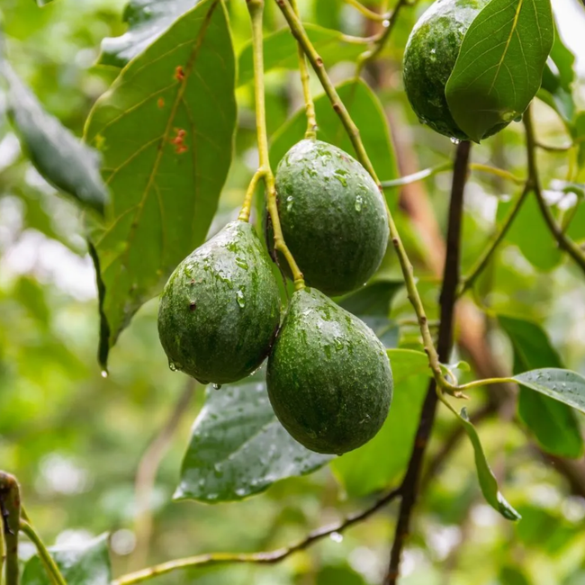 Imagem da Árvore do Abacate Comum e Enxertado da AgroJardim