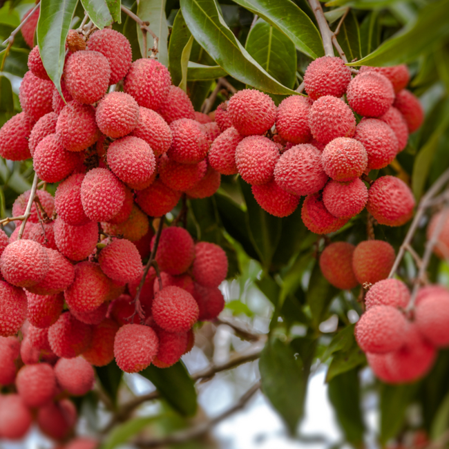 Imagem da Árvore da Lichia da AgroJardim