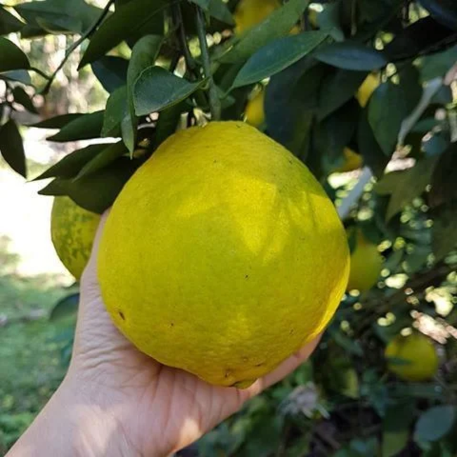 Imagem da Árvore da Laranja Champagne da AgroJardim
