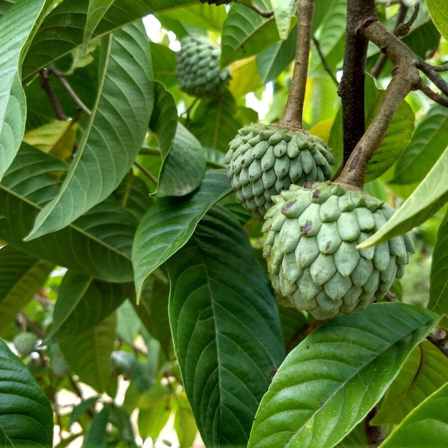 Imagem da Árvore da Anona da AgroJardim