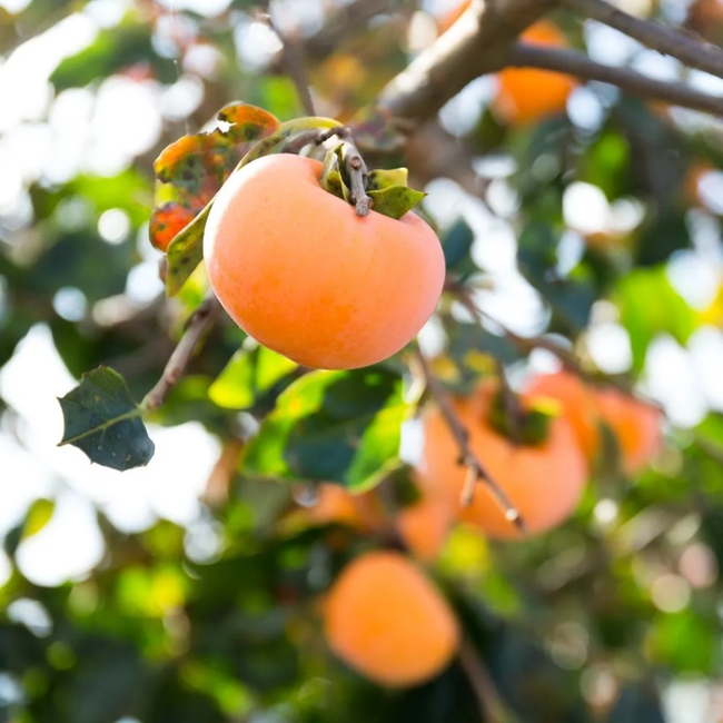 Imagem da Árvore do Caqui Kioto da AgroJardim