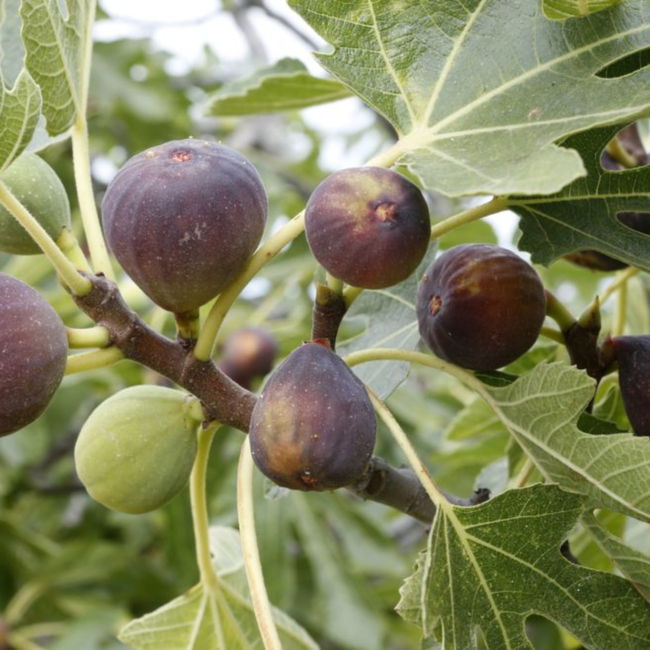 Imagem da Árvore do Figo Roxo de Valinhos da AgroJardim