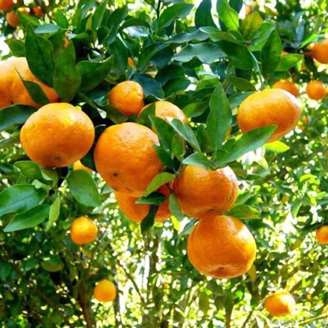 Imagem da Árvore da Tangerina Mexerica do Rio da AgroJardim