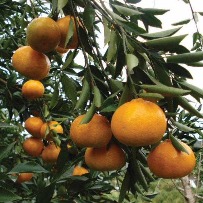 Imagem da Árvore da Tangerina Murcott da AgroJardim