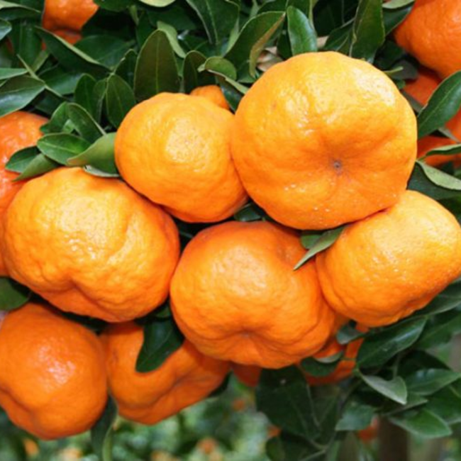 Imagem da Árvore da Tangerina Ponkan da AgroJardim