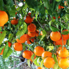 Imagem da Árvore da Laranja Navelina da AgroJardim