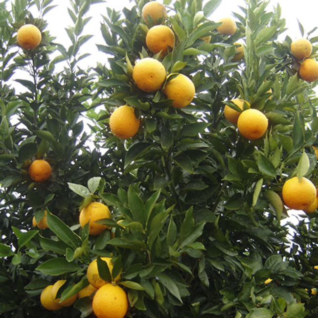 Imagem da Árvore da Laranja Salustiana da AgroJardim