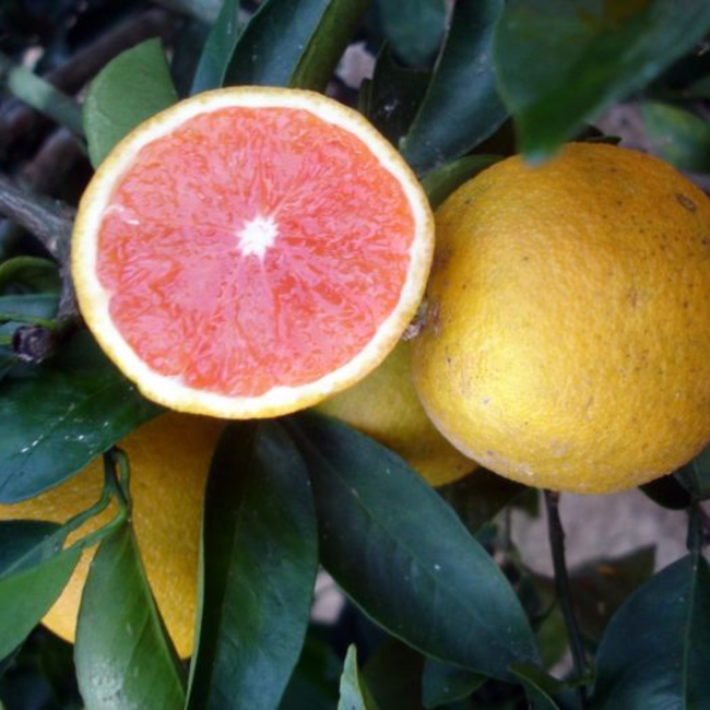 Imagem da Árvore da Laranja Sanguínea Mombuca da AgroJardim