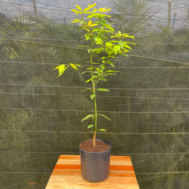 Imagem da Planta Canela Sombra no Viveiro da AgroJardim