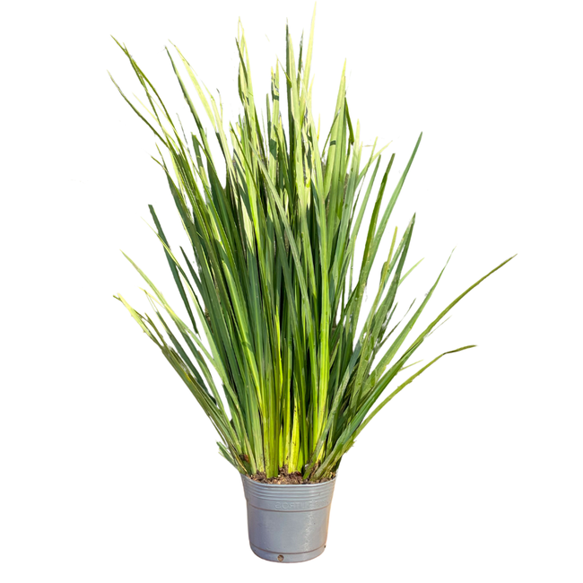 Imagem da Muda da Planta Moréia da AgroJardim