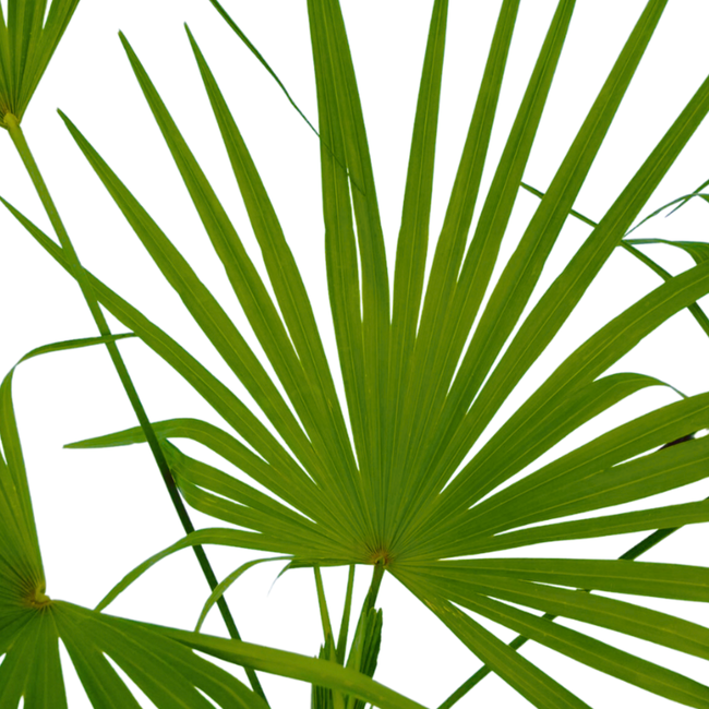 01 planta palmeira buriti 100cm