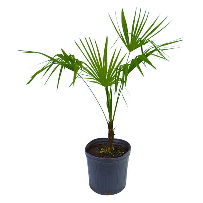 03 planta palmeira buriti 100cm