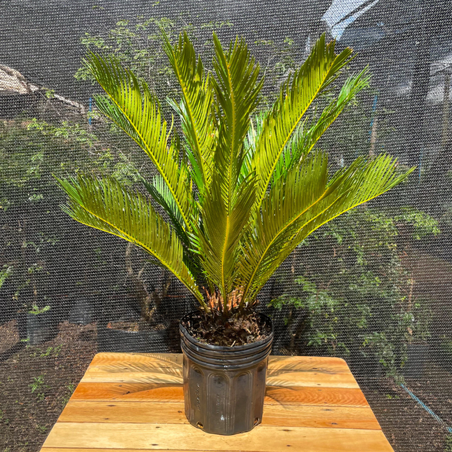 Imagem da Planta Palmeira Cyca no Viveiro da AgroJardim