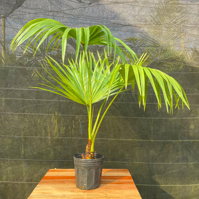 Imagem da Planta Palmeira Leque no Viveiro da AgroJardim