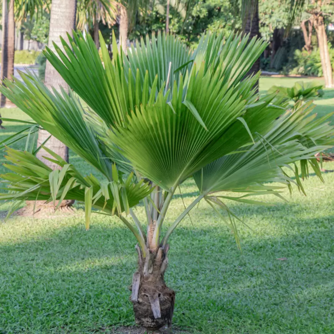 Imagem da Planta Palmeira Leque no Ambiente da AgroJardim