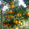 Imagem da Árvore da Laranja Parreira da AgroJardim