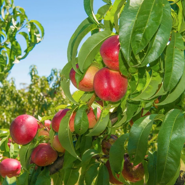 Imagem da Árvore da Nectarina Sunblaze da AgroJardim