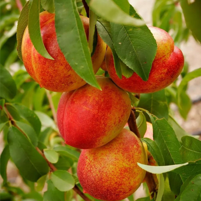 Imagem da Árvore da Nectarina Bruna da AgroJardim