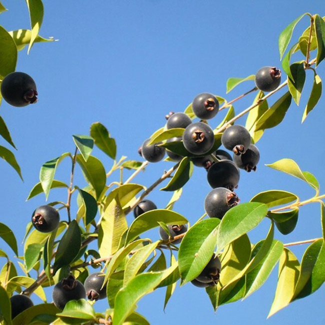 Imagem da Árvore do Guabijú da AgroJardim