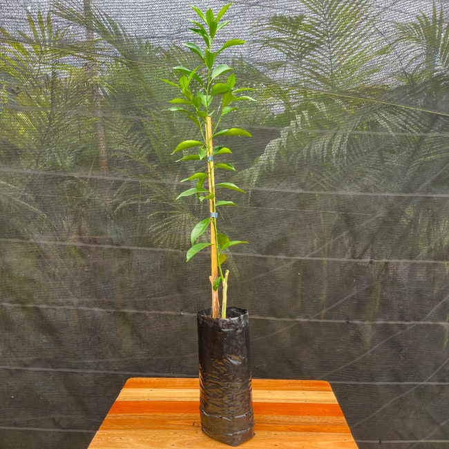 Imagem da Muda Frutífera da Tangerina Mexerica do Rio da AgroJardim