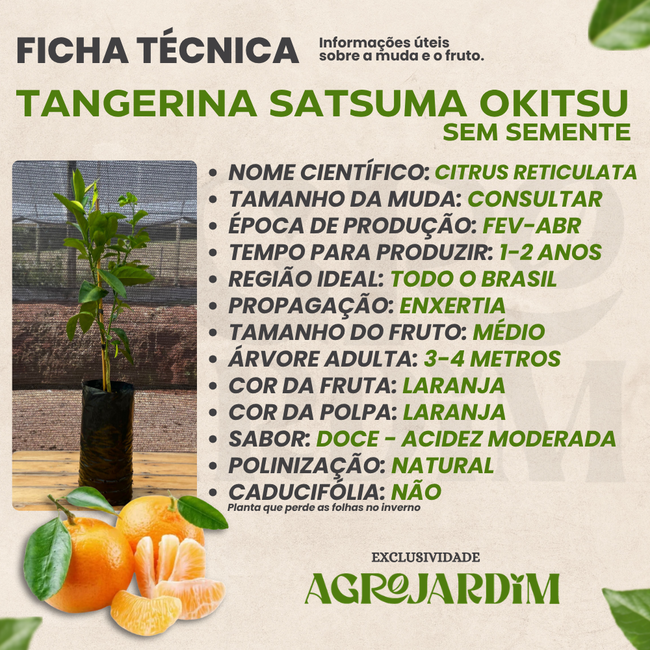 Muda Frutífera de Tangerina Satsuma Okitsu Enxertada (Sem Semente