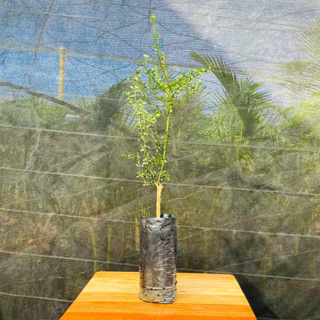 Imagem da Muda Frutífera de Limãoo Caviar da AgroJardim