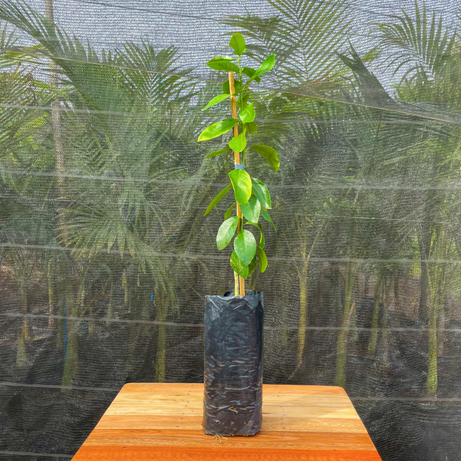 Imagem da Muda Frutífera do Limão Doce da AgroJardim