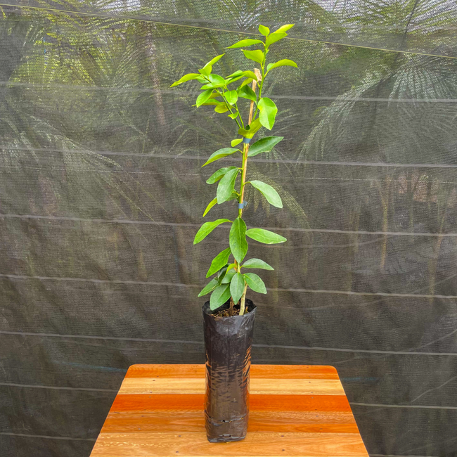 Imagem da Muda Frutífera do Limão Galego da AgroJardim