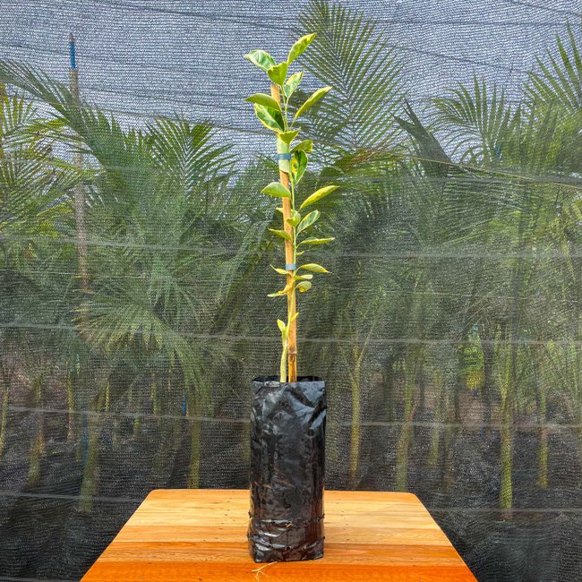 Imagem da Muda Frutifera da Laranja Kinkan Xim Xim Variegata da AgroJardim