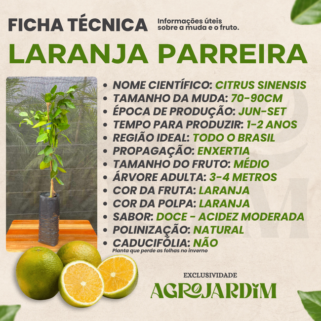 Imagem da Ficha Técnica da Laranja Parreira da AgroJardim