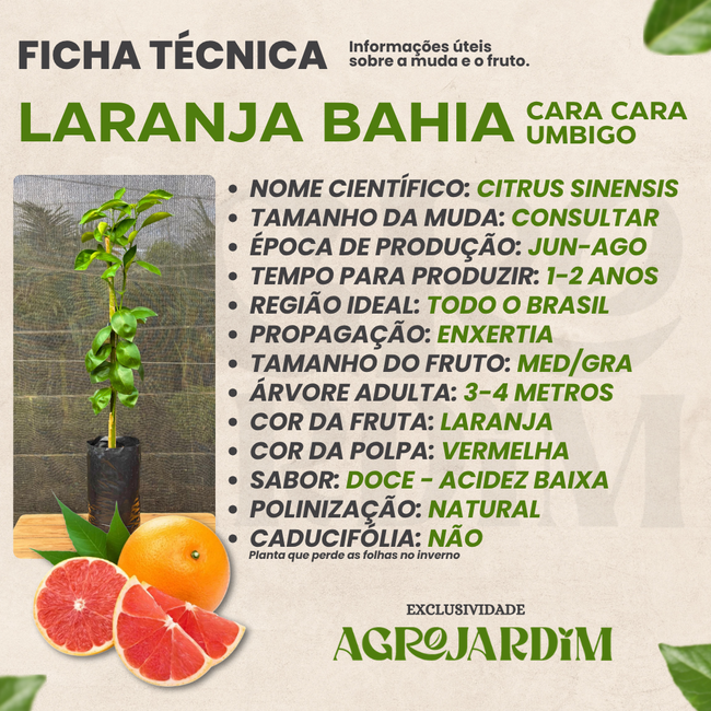 Muda Frutífera de Laranja Bahia Cara Cara Enxertada (Umbigo