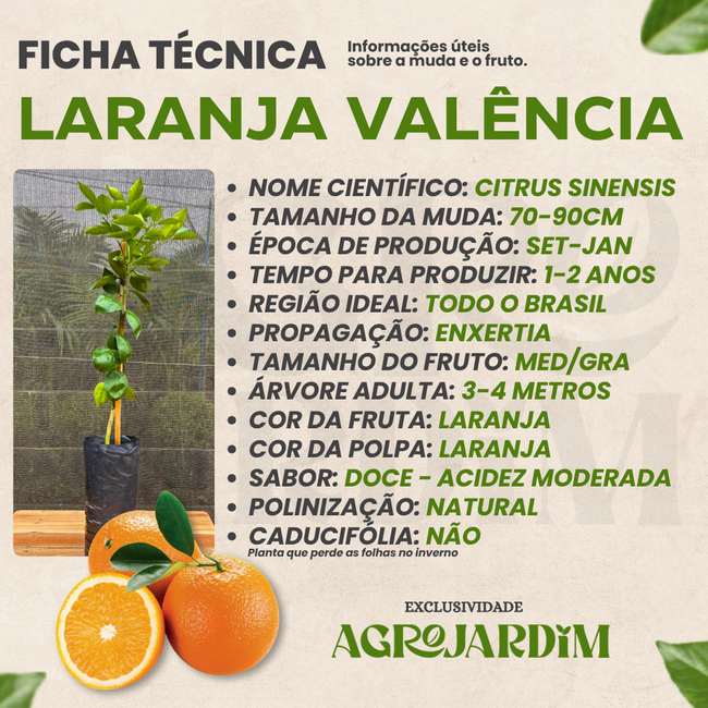 Imagem da Ficha Técnica da Laranja Valência da AgroJardim