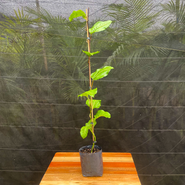 Imagem da Muda Frutífera do Maracujá Azedo da AgroJardim