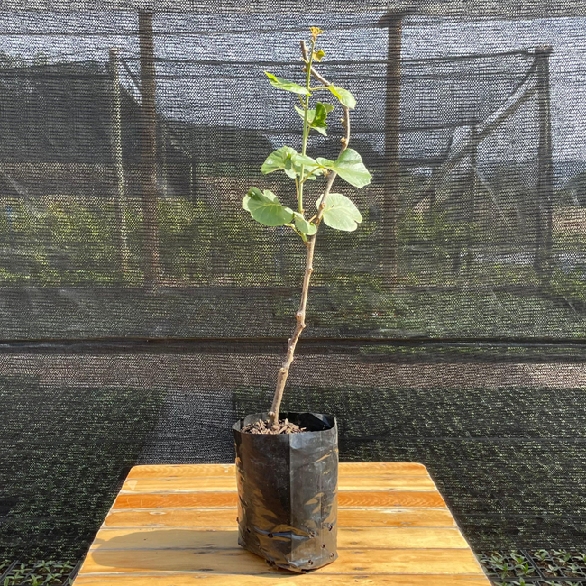 Muda Frutífera de Kiwi Matua Enxertada (Macho Polinizador