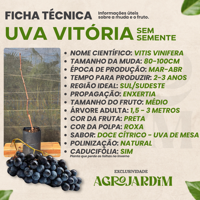 Imagem da Ficha Técnica da Uva Vitória da AgroJardim