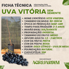 Imagem da Ficha Técnica da Uva Vitória da AgroJardim