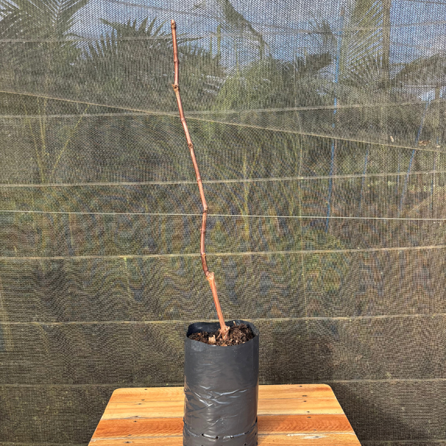 Imagem da Muda Frutífera da Uva Vitória da AgroJardim