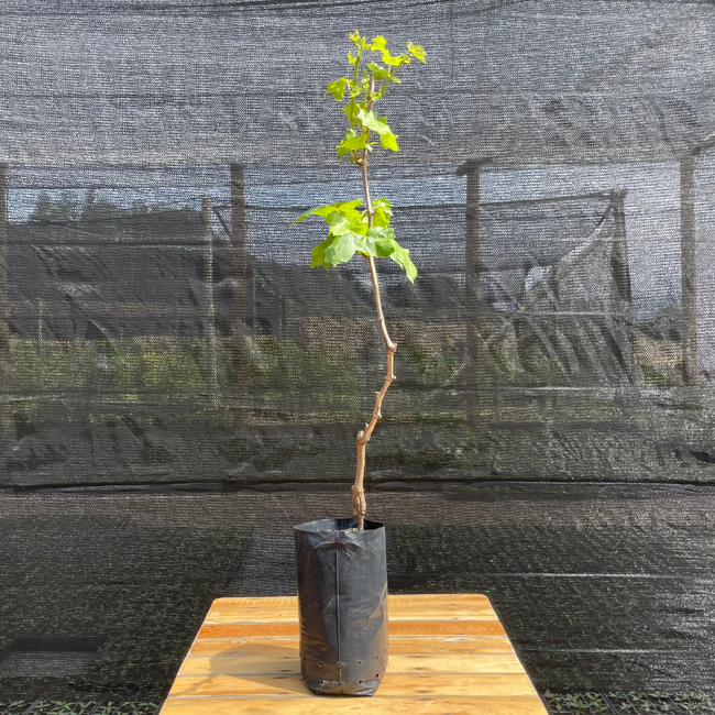 Imagem da Muda Frutífera da Uva Niágara Rosada da AgroJardim