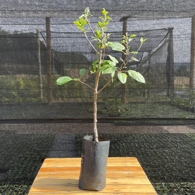 Imagem da Muda Frutífera da Maçã Gala da AgroJardim