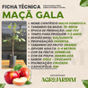 Imagem da Ficha Técnica da Maçã Gala da AgroJardim