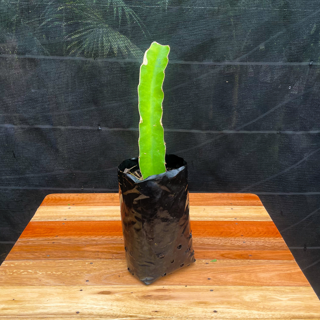 Imagem da Muda Frutífera da Pitaya Roxa da AgroJardim