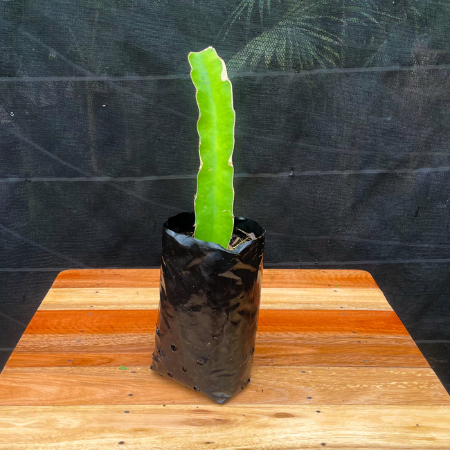 Imagem da Muda Frutífera da Pitaya Amarela da AgroJardim