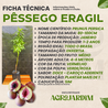 Imagem da Ficha Técnica do Pêssego Eragil da AgroJardim