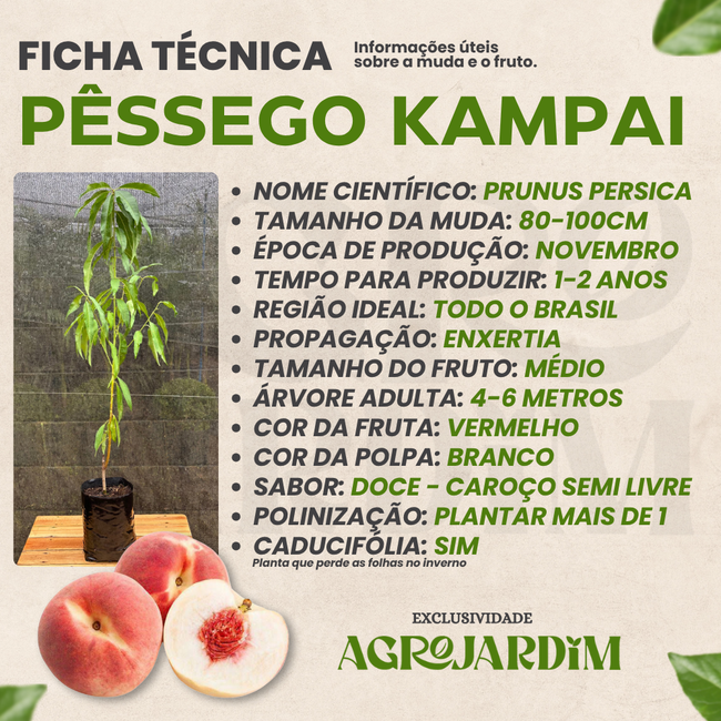 Imagem da Ficha Técnica do Pêssego Kampai da AgroJardim