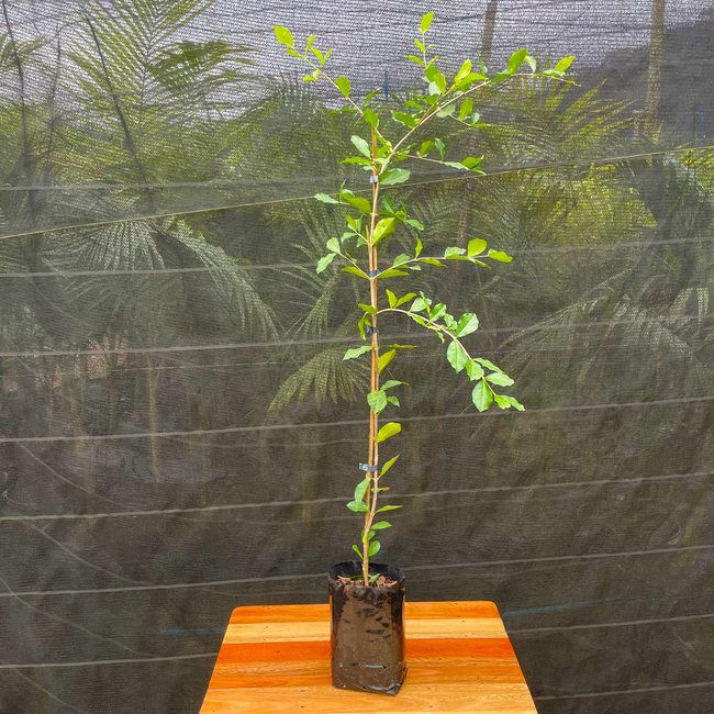 Imagem da Muda Frutífera da Acerola Comum da AgroJardim