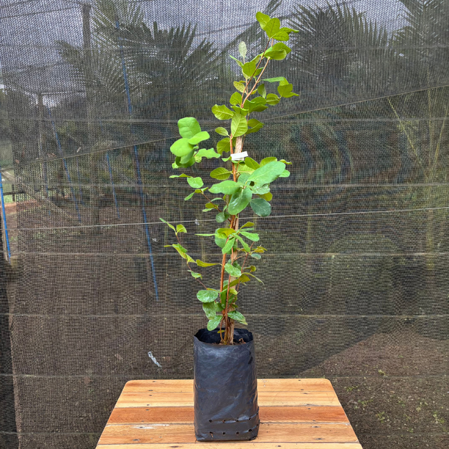 Imagem da Muda Frutífera da Goiaba Serrana da AgroJardim