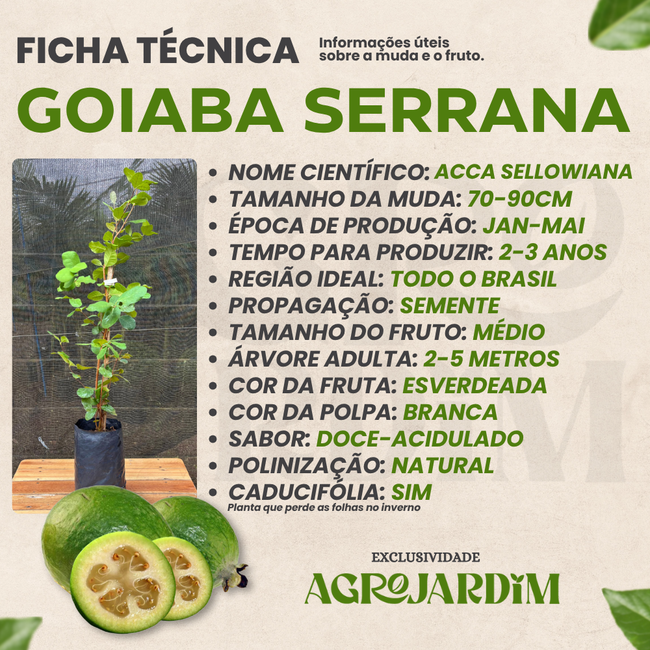 Imagem da Ficha Técnica da Goiaba Serrana da AgroJardim