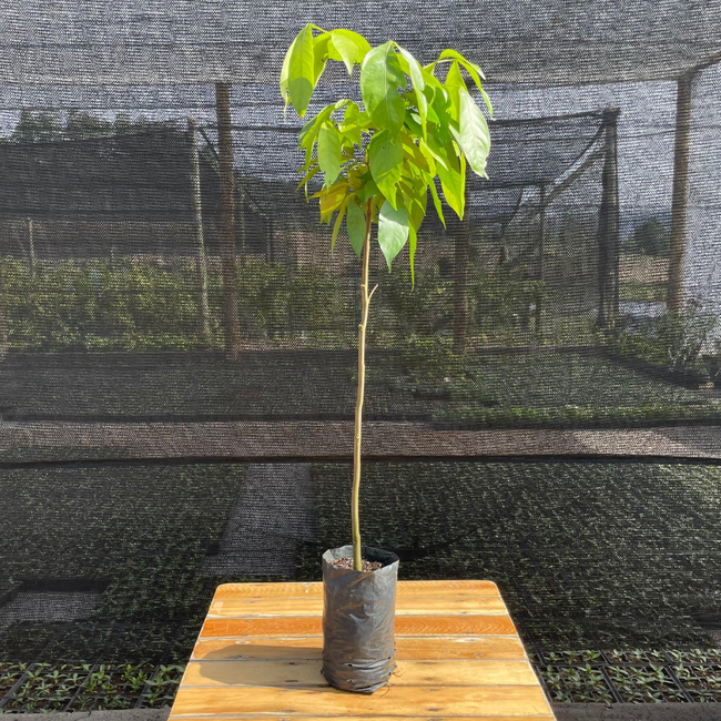 Imagem da Muda Frutífera do Ingá Branco da AgroJardim