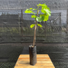 Imagem da Muda Frutífera do Figo Branco da AgroJardim