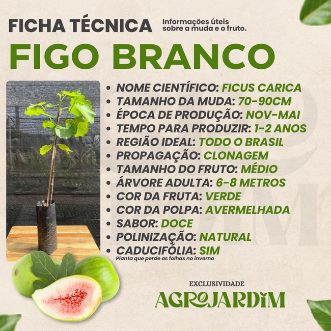 Imagem da Ficha Técnica do Figo Branco da AgroJardim
